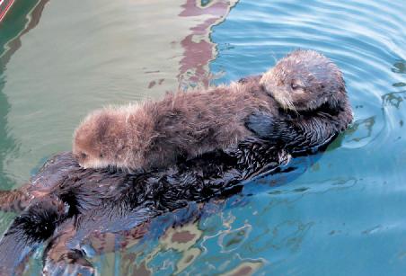 Seaotterbabyback